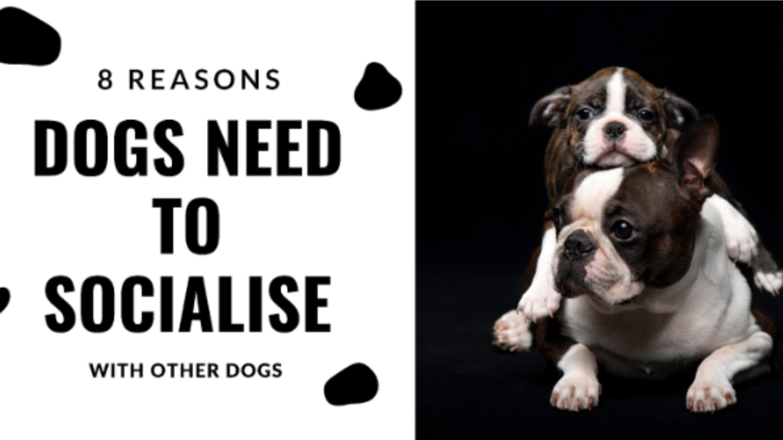 8 Reasons Dogs Need To Socialise With Other Dogs Playful Paws